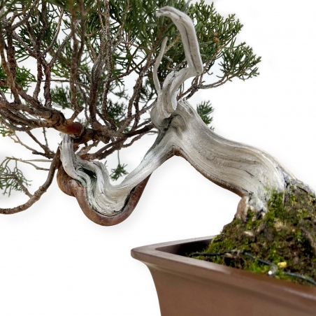 Juniperus chinensis - Genévrier - 29 cm