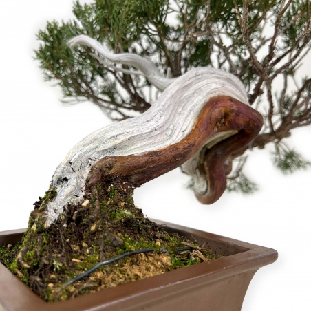 Juniperus chinensis - Ginepro - 29 cm