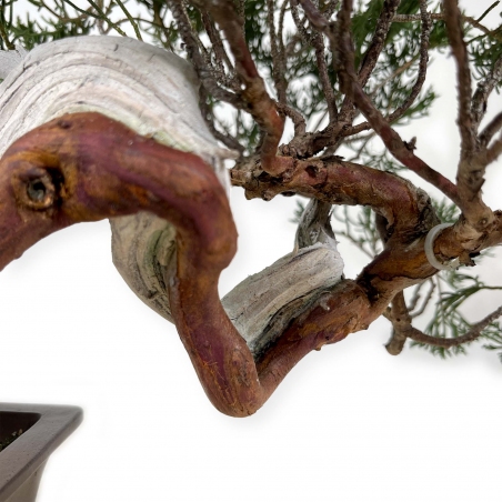 Juniperus chinensis - Wacholder - 29 cm