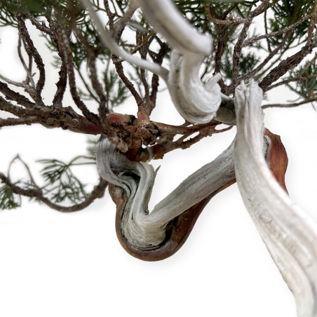 Juniperus chinensis - Jeneverbes - 29 cm