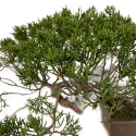 Juniperus chinensis - Genévrier - 29 cm