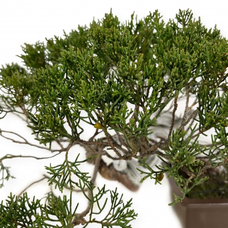 Juniperus chinensis - Juniper - 29 cm
