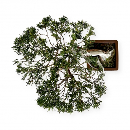 Juniperus chinensis - Juniper - 29 cm