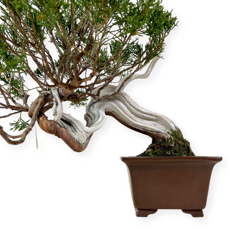 Juniperus chinensis - Jeneverbes - 29 cm