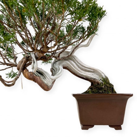 Juniperus chinensis - Enebro - 29 cm