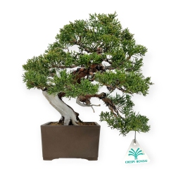 Juniperus chinensis - Genévrier - 29 cm