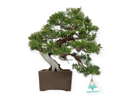 Juniperus chinensis - Genévrier - 29 cm