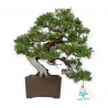 Juniperus chinensis - Wacholder - 29 cm