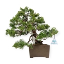 Juniperus chinensis - Genévrier - 29 cm