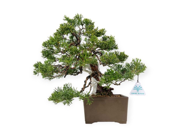 Juniperus chinensis - Ginepro - 29 cm 2