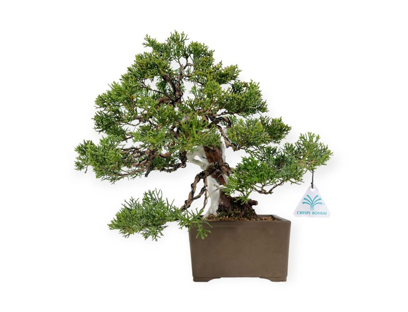 Juniperus chinensis - Wacholder - 29 cm