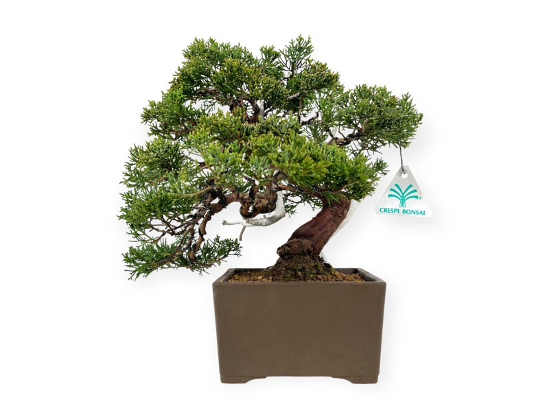 Juniperus chinensis - Enebro - 29 cm