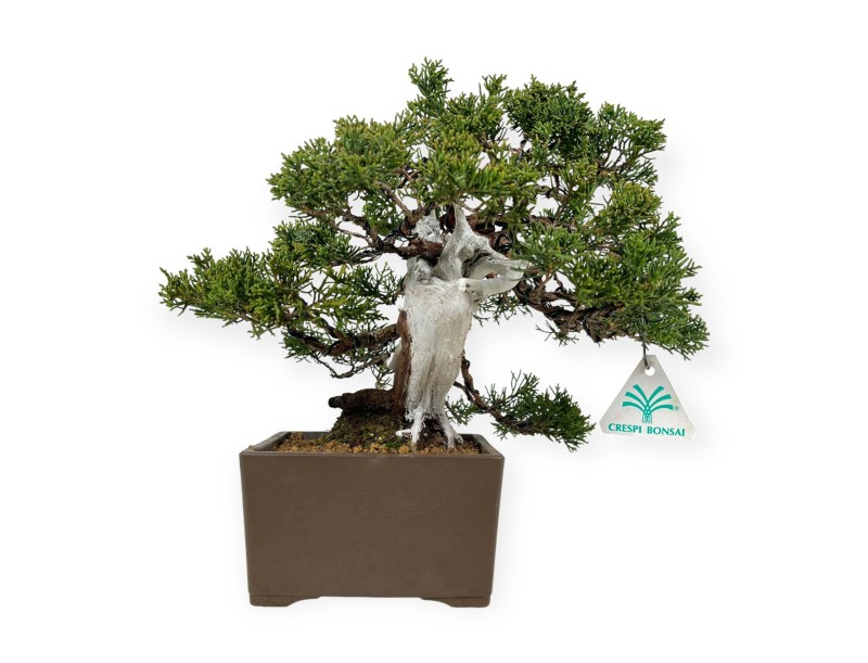 Juniperus chinensis - Wacholder - 29 cm