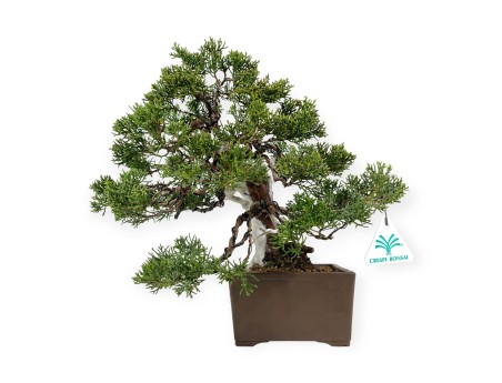 Juniperus chinensis - Genévrier - 29 cm