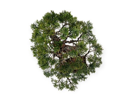 Juniperus chinensis - Wacholder - 29 cm