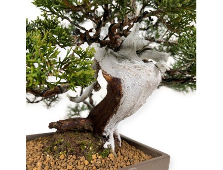 Juniperus chinensis - Enebro - 29 cm