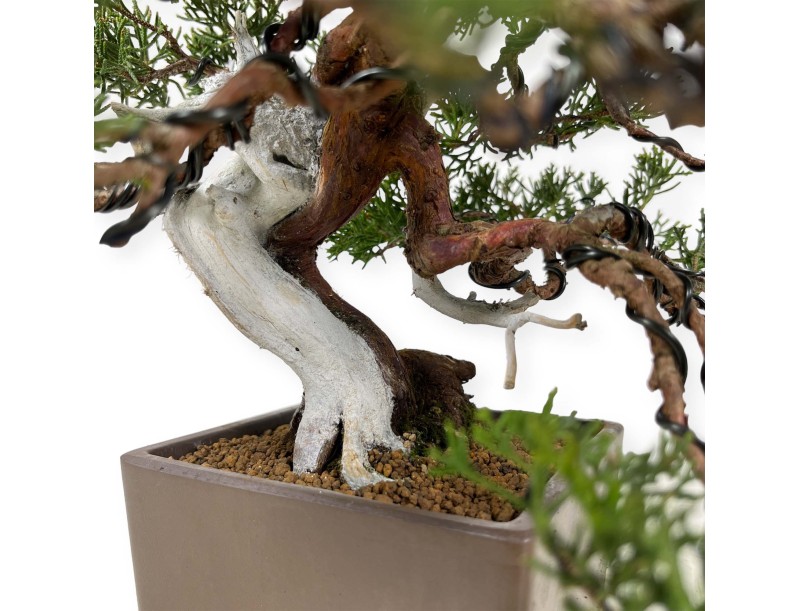 Juniperus chinensis - Enebro - 29 cm