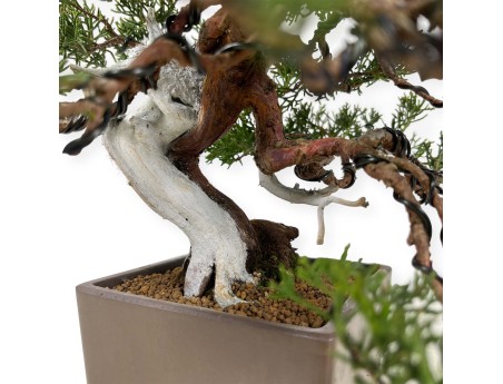 Juniperus chinensis - Genévrier - 29 cm