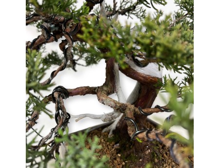 Juniperus chinensis - Ginepro - 29 cm