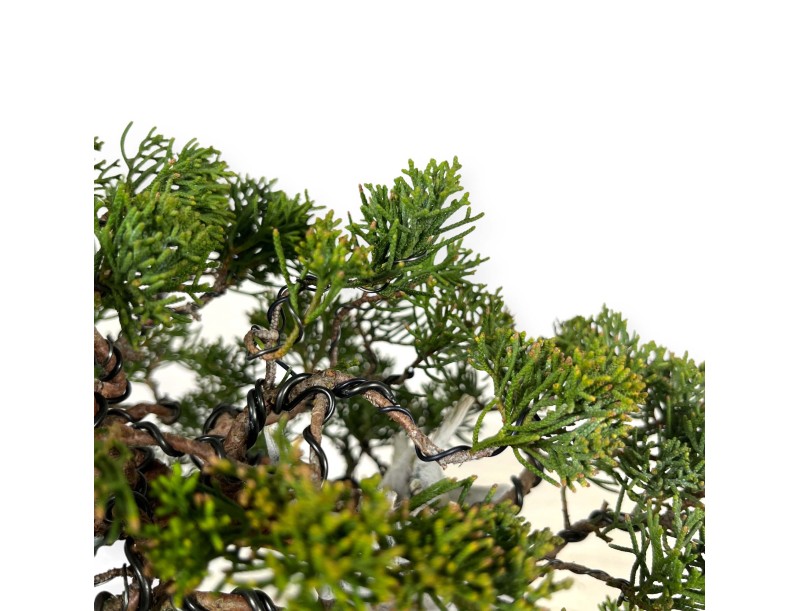 Juniperus chinensis - Enebro - 29 cm