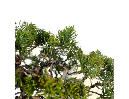 Juniperus chinensis - Wacholder - 29 cm