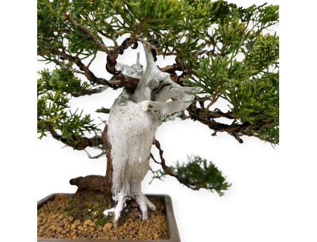 Juniperus chinensis - Wacholder - 29 cm