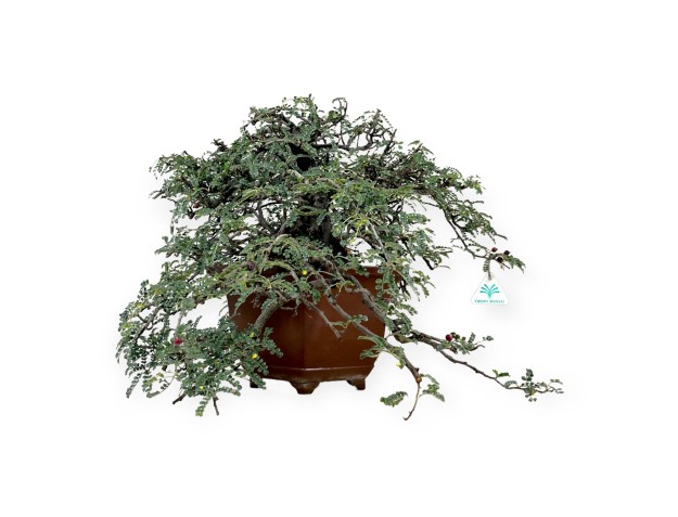 Osteomeles anthyllidifolia - 40 cm 2