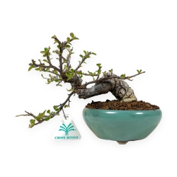 Cotoneaster Horizontalis - 24 cm