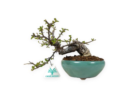 Cotoneaster Horizontalis - 24 cm