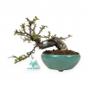 Cotoneaster Horizontalis - Cotognastro - 24 cm