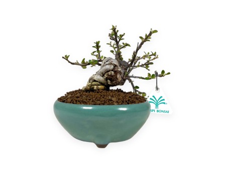 Cotoneaster Horizontalis - 24 cm