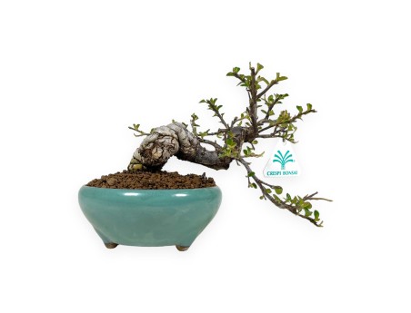 Cotoneaster Horizontalis - 24 cm