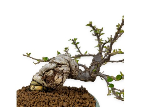 Cotoneaster Horizontalis - 24 cm