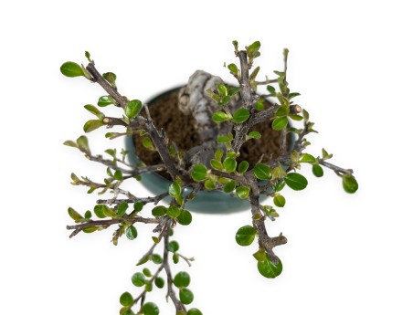 Cotoneaster Horizontalis - 24 cm