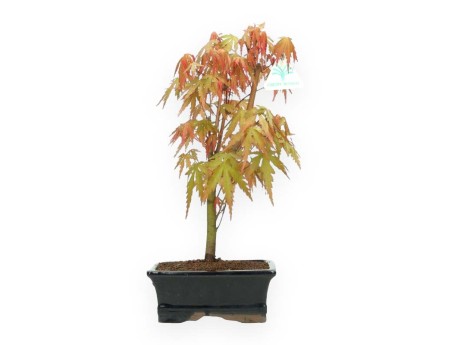 Acer palmatum Viridis - acero - 33 cm