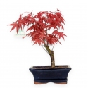 Acer palmatum Deshojo - acero - 28 cm