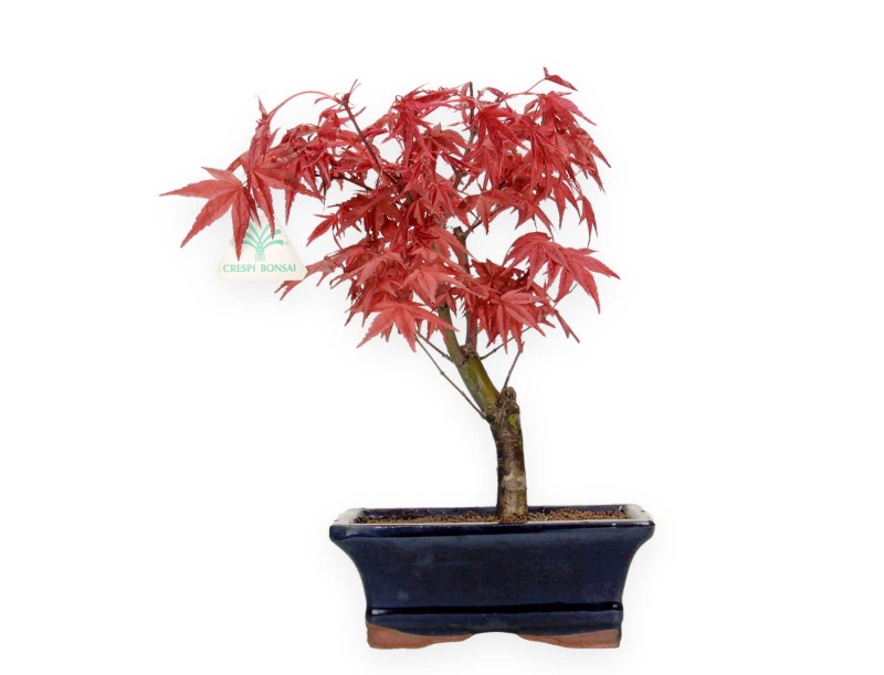 Acer palmatum Deshojo - acero - 28 cm