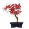 Acer palmatum Deshojo - maple - 28 cm