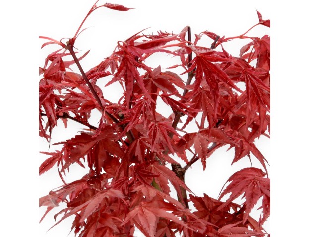 Acer palmatum Deshojo - acero - 28 cm 2