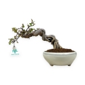 Cotoneaster Horizontalis - 18 cm