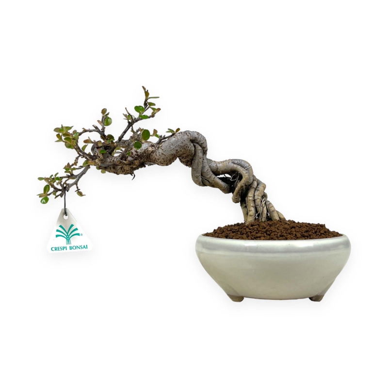Cotoneaster Horizontalis - 18 cm