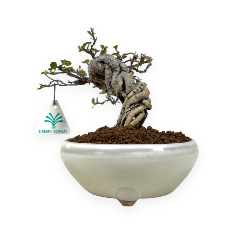 Cotoneaster Horizontalis - 18 cm