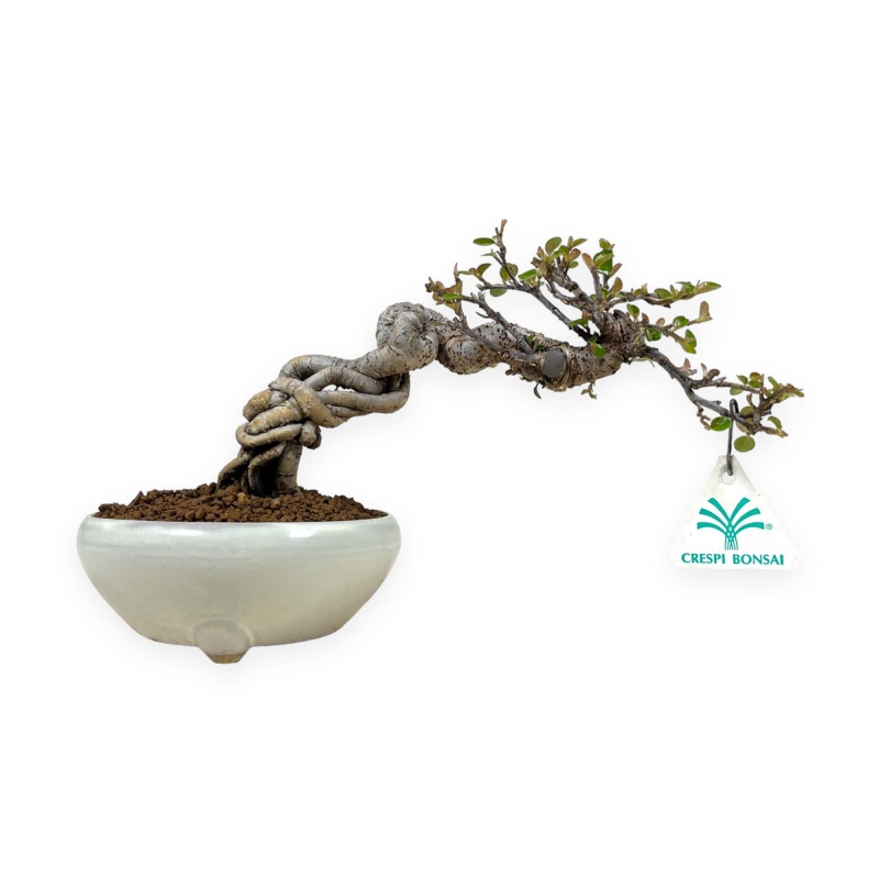 Cotoneaster Horizontalis - 18 cm