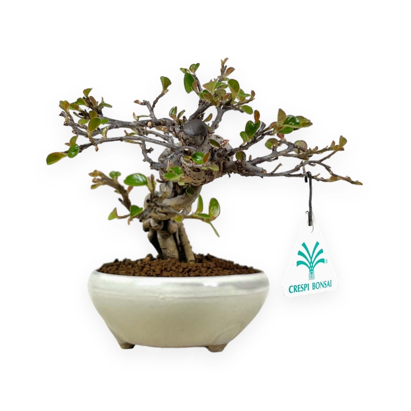 Cotoneaster Horizontalis - 18 cm