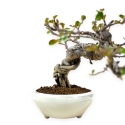 Cotoneaster Horizontalis - 18 cm