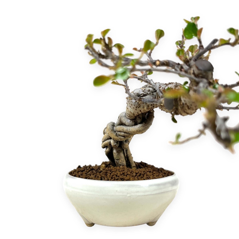 Cotoneaster Horizontalis - 18 cm