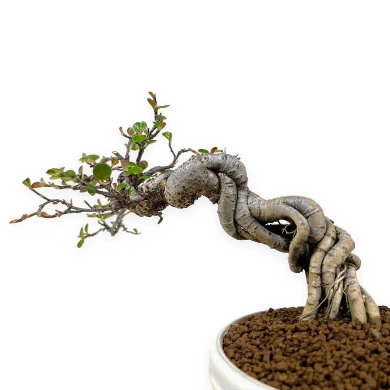 Cotoneaster Horizontalis - 18 cm