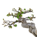 Cotoneaster Horizontalis - 18 cm