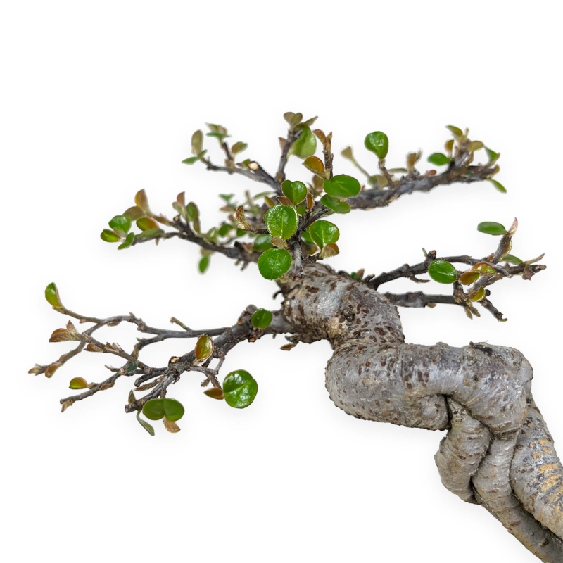 Cotoneaster Horizontalis - 18 cm