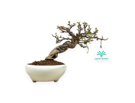 Cotoneaster Horizontalis - 19 cm